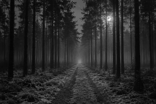 Illustration: a frosted track through a planted pine forest at night. AI-generated scene of the location, not evidence.
