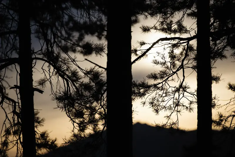 Silhouetted pine trunks and branches against a fading dusk sky over a dark ridge